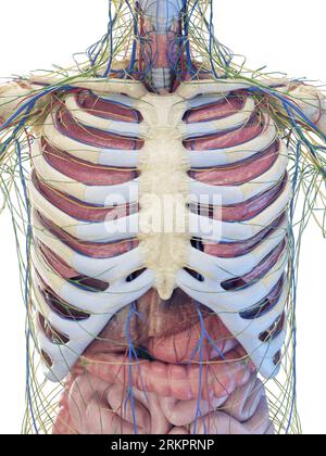 Viscera anatomy, illustration. Stock Photo