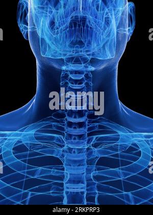 Sistema scheletrico del collo, illustrazione. Foto Stock