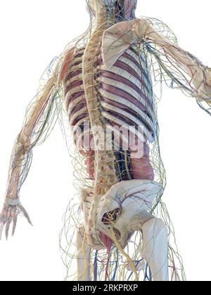 Anatomia Umana, illustrazione. Foto Stock
