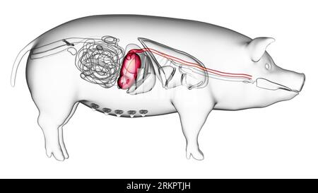 Stomaco di maiale, illustrazione. Foto Stock