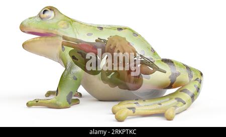 Organi viscerali di Frog, illustrazione. Foto Stock