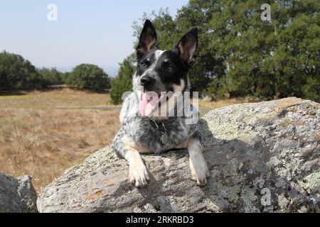 Cane da bestiame australiano che poggia sulla roccia Foto Stock