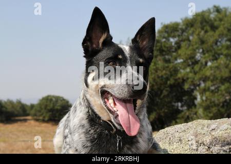 Ritratto del cane australiano nel paese. Foto Stock