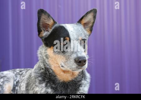 cane australiano da vicino colpito alla testa contro il fianco viola dell'edificio Foto Stock