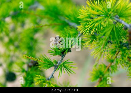 Baikal Larch Pine Cones Close Up sfondo morbido Foto Stock
