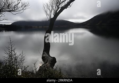 Alberi di salice solitario che sovrastano il lago Pearson a Dawn in Spring, Canterbury, nuova Zelanda Foto Stock