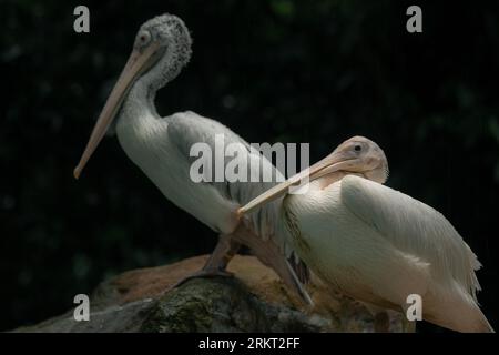 Due giganti pellicani bianchi seduti sulla roccia. Messa a fuoco selettiva con spazio di copia per il testo Foto Stock