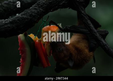 Volpe volanti dalla testa grigia sull'albero capovolto mangiare frutta, immagine chiave scura orizzontale Foto Stock