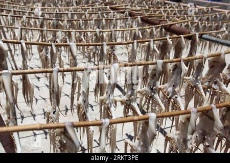 Bildnummer: 58363473  Datum: 19.08.2012  Copyright: imago/Xinhua (120819) -- SANYA, Aug. 19, 2012 (Xinhua) -- The octopus is dried at a yard of a fisherman in Sanya, south China s Hainan Province, Aug. 19, 2012. As typhoon Kai-Tak left Hainan Province, local temperature in Sanya hit 34 degrees centigrade on Sunday, which offered local fishermen a good weather for drying fish. (Xinhua/Chen Wenwu) (zhs) CHINA-HAINAN-SANYA-DRIED FISH (CN) PUBLICATIONxNOTxINxCHN Wirtschaft Fischerei Verarbeitung Fotostory xda x2x 2012 quer o0 Tintenfisch Krake trocknen Objekte     58363473 Date 19 08 2012 Copyrigh Stock Photo