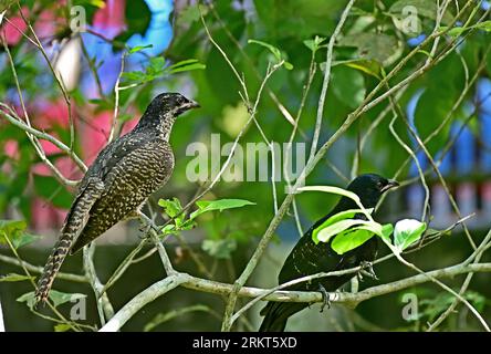 Asian Koel - Eudynamys scolopaceus, femmina Foto Stock