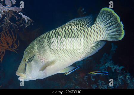 Juvenile Humphead Wrasse, Cheilinus undulatus, viene pulito da un paio di Bluestreak Cleaner Wrasse, Labroides dimidiatus, Yilliet Kecil dive site, Yill Foto Stock