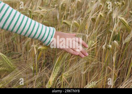 La mano di un bambino in abiti a righe tocca le orecchie di grano maturo, primo piano di segale. Foto Stock