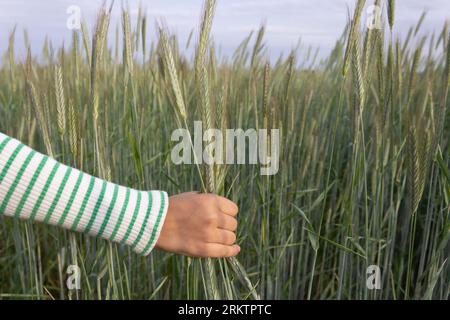 Un bambino con una felpa a righe tiene orecchie di mais sullo sfondo di un campo di grano. Foto Stock