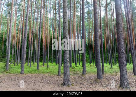 Splendida foresta di pini nell'area protetta di Meenikunno vicino al lago valgojarv alla luce del mattino nella parte sud-orientale dell'Estonia Foto Stock