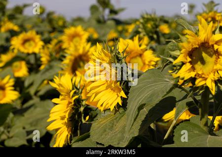 Bella fioritura fiori girasoli nel campo, i girasoli sono impollinati dalle api durante la fioritura in estate Foto Stock