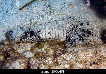 Cetriolo di mare nero (Holothuria atra) ricoperto in genere di particelle di sabbia. Foto da Rarotonga, Isole Cook, Pacifico meridionale. Foto Stock