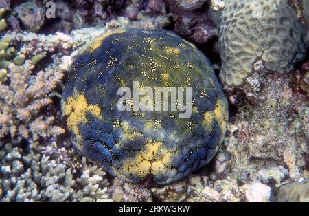 Stella cuscinetto (Culcita novaeguineae) di Bunaken, Sulawesi settentrionale, Indonesia. Foto Stock