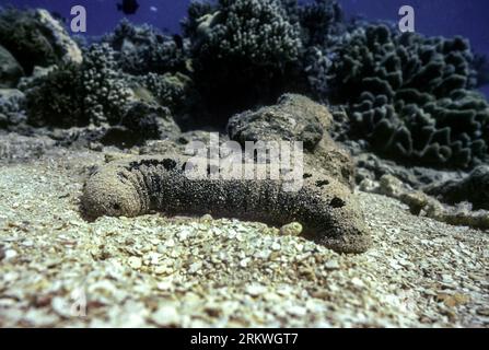 Cetriolo di mare nero (Holothuria atra) da Green Island, grande Barriera Corallina, Australia. Foto Stock