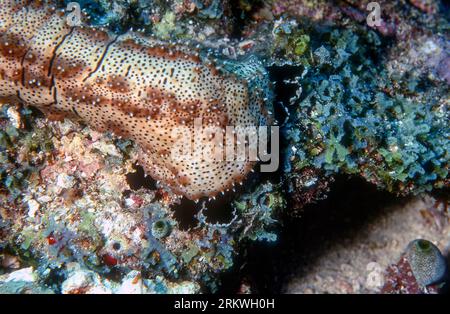 Cetriolo di mare di Graeffe (Pearsonothuria graeffei) dalle Maldive. Foto Stock