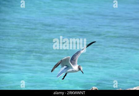 Un gabbiano ridere in volo che arriva per atterrare sull'oceano. Foto Stock