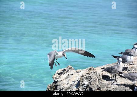 Un gabbiano ridere che arriva per un atterraggio lungo la costa. Foto Stock