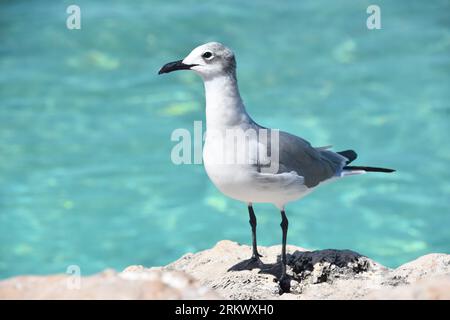 Fantastico gabbiano ridere lungo la costa dei Caraibi. Foto Stock