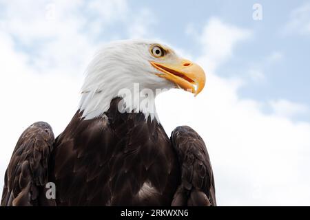 Detmold, Germania. 16 agosto 2023. Vista di un'aquila calva sul terreno dell'Adlerwarte Berlebeck. Nello zoo vivono circa 200 diversi uccelli di 40 specie diverse. Crediti: Friso Gentsch/dpa/Alamy Live News Foto Stock