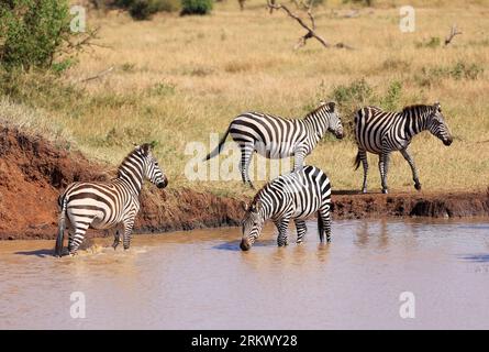 Burchell's Zebras a Ikoma, vicino al Serengeti National Park, Tanzania, Africa orientale. Foto Stock