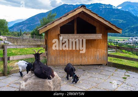 Maienfeld, Svizzera - 25 luglio 2023: Capre nel villaggio del personaggio del film e dei cartoni animati Heidi vicino Maienfeld, nel cantone svizzero di Graubunden -Gri Foto Stock