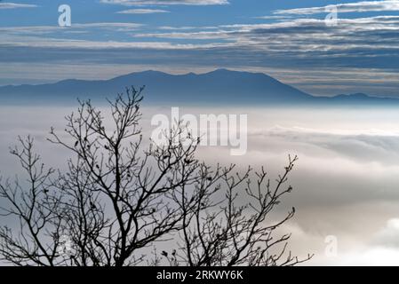 il mare di nebbia tra i rami degli alberi Foto Stock