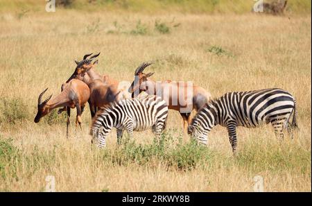 Burchell's Zebras a Ikoma, vicino al Serengeti National Park, Tanzania, Africa orientale. Foto Stock