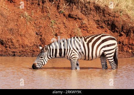 Burchell's Zebras a Ikoma, vicino al Serengeti National Park, Tanzania, Africa orientale. Foto Stock