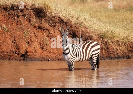 Burchell's Zebras a Ikoma, vicino al Serengeti National Park, Tanzania, Africa orientale. Foto Stock