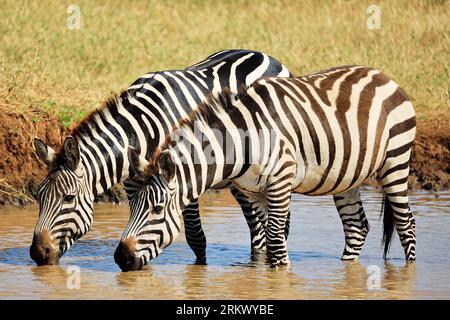 Burchell's Zebras a Ikoma, vicino al Serengeti National Park, Tanzania, Africa orientale. Foto Stock