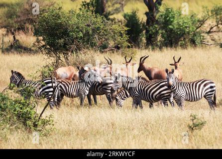 Burchell's Zebras a Ikoma, vicino al Serengeti National Park, Tanzania, Africa orientale. Foto Stock