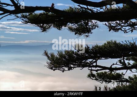 il mare di nebbia tra i rami degli alberi Foto Stock