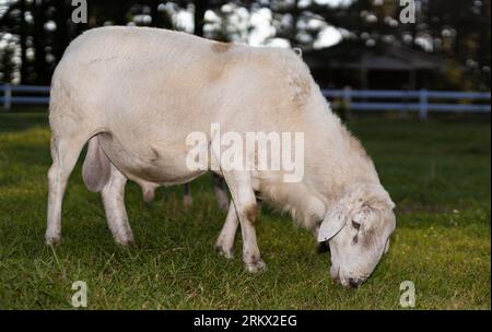 Grande ariete di pecora Katahdin che mangia su un pascolo in estate con una recinzione bianca per picchetti dietro. Foto Stock