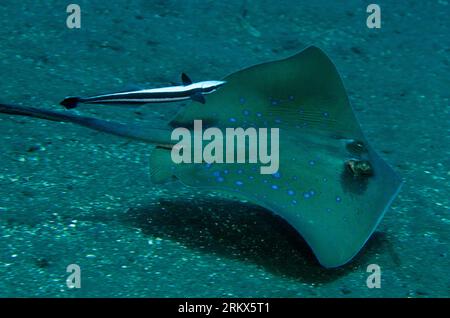 Slimender Suckerfish, Echeneis naucrates, cercando di attaccarsi a Blue-Spotted Fantail Ray, Taeniura lymna, Pyramids dive site, Amed, Karangasem, Bali, Indo Foto Stock