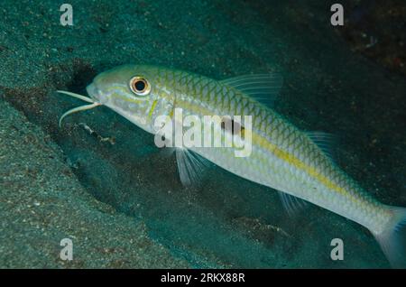 Yellowstripe Goatfish, Mulloidichthys flavolineatus, Jemeluk Bay Gallery, sito di immersione, Amed, Karangasem, Bali, Indonesia Foto Stock