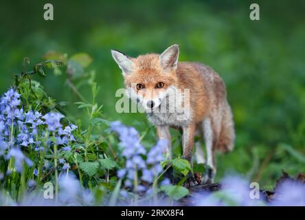 Primo piano di una volpe rossa (Vulpes vulpes) tra campane azzurre in primavera, Regno Unito. Foto Stock