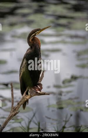 Un Darter Australasiano maschio, si trova arroccato su un ramo di alberi caduti che si affaccia su una laguna e che asciuga il suo piumaggio. Foto Stock