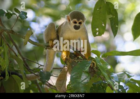 Scimmia dello scoiattolo della Guiana maschile o scimmia dello scoiattolo comune (Saimiri sciureus) in un albero, Amazzonia, Brasile Foto Stock