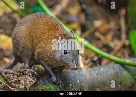 Una sola donna Musky ratto-canguro siede su un tronco sul pavimento della foresta tropicale alla ricerca di cibo. Foto Stock