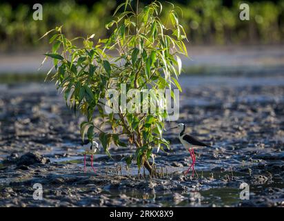 Due palafitte dalle ali nere si trovano accanto a un giovane albero di mangrovie che caccia le mosche delle mangrovie e le mosche che si radunano intorno alle foglie degli alberi al sole del mattino presto. Foto Stock