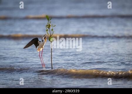 Un'unica Stilt dalle ali nere con una vista acuta e riflessi eccellenti si trova accanto a un alberello di mangrovie rosse che salta in alto per una festa di mosche di mangrovie. Foto Stock