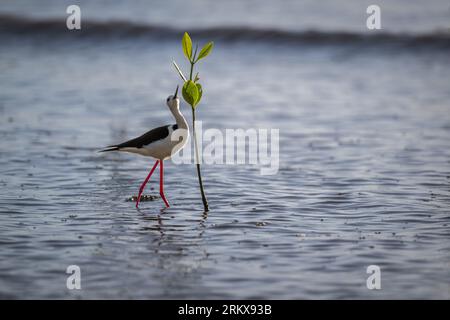 Un'unica Stilt dalle ali nere con una vista acuta e riflessi eccellenti si trova accanto a un alberello rosso di mangrovie che raggiunge l'alto per una festa di insetti di mangrovie. Foto Stock