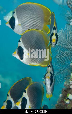 Scuola di Panda Butterflyfish, Chaetodon adiergastos, Jemeluk Bay Gallery sito di immersione, Amed, Karangasem, Bali, Indonesia Foto Stock