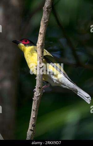 Un solo Figbird Australasiano maschile (giallo) Foto Stock