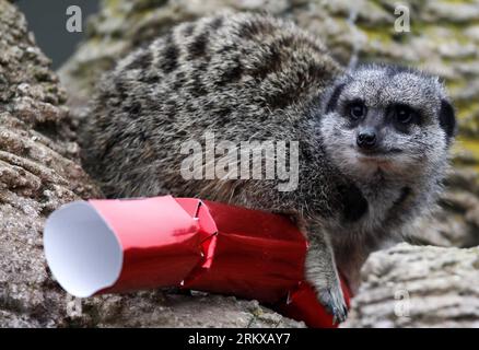 Bildnummer: 58932140  Datum: 18.12.2012  Copyright: imago/Xinhua (121218) -- BEDFORDSHIRE, Dec. 18, 2012 (Xinhua) -- A meerkat receives Christmas treats from their keepers at ZSL Whipsnade Zoo in Whipsnade, near Dunstable in Bedfordshire, England, Dec. 18, 2012. ZSL Whipsnade Zoo, formerly known as Whipsnade Wild Animal Park, is one of Europe s largest wildlife conservation parks, owned by the Zoological Society of London (ZSL), a charity devoted to the worldwide conservation of animals and their habitats. It is home to 2,955 animals, many of which are endangered in the wild. (Xinhua/Wang Lili Stock Photo