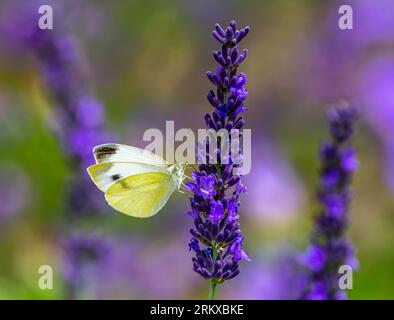 Macro di una farfalla di cavolo bianco su un fiore di lavanda viola Foto Stock